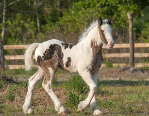 Gypsy horse unbridled filly in paddock