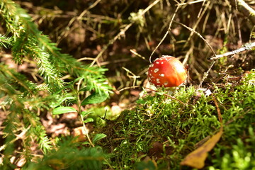 Red mushroom amanita toxic, also called panther cap. False blusher amanita mushroom in the forest against the background of green vegetation