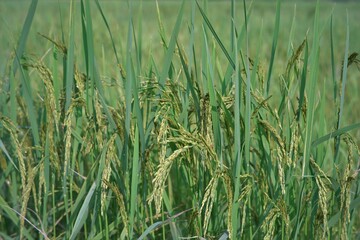The growing rice plant has green leaves and the rice grains are starting to yellow. Is a glutinous rice grown in Thailand