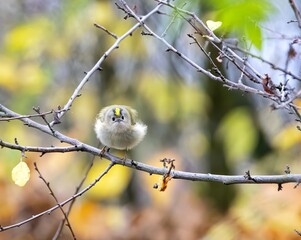 bunny rabbit sitting on a branch 