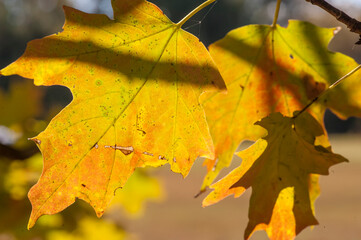 Oak leaves close up with autumn colors