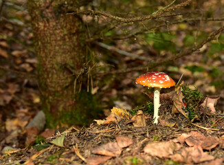 Red mushroom amanita toxic, also called panther cap. False blusher amanita mushroom in the forest against the background of green vegetation