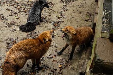 キタキツネ　喧嘩
