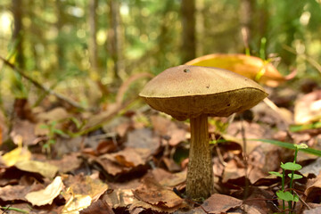 White mushroom in forest in autumn. Big boletus grows in the wildlife against the background of green moss. Porcini bolete mushrooms. Season for picked gourmet mushrooming.