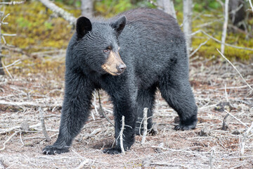A small wild black bear cub walks out from a group of trees in the hot summer. The furry black bear...