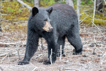 A small wild black bear cub walks out from a group of trees in the hot summer. The furry black bear has large paws, a brown snout, dark eyes, pointy ears with long black fur. The animal is hunting.