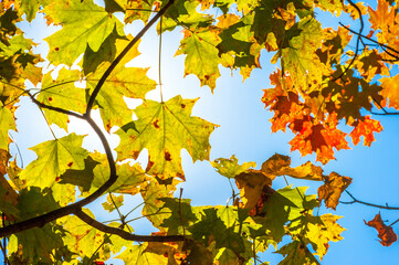 looking up at colorful autumn Oak leaves and sky