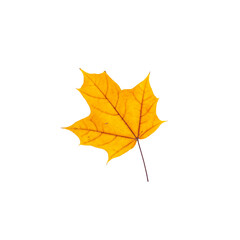 cut out fall leaf. yellow maple leaf isolated on a white background. fall minimal concept. autumn design element