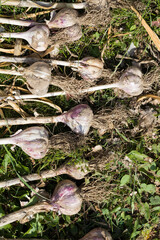 garlic agricultural field