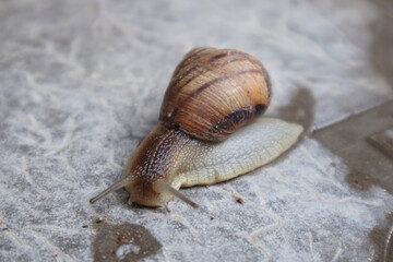 Grape snail crawling on the table