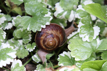 Grape snail among white-green leaves