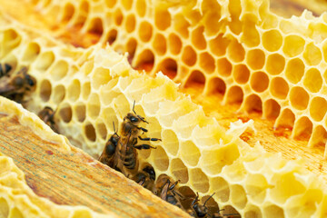 Macro photo of working bees on honeycombs. Beekeeping and honey production image