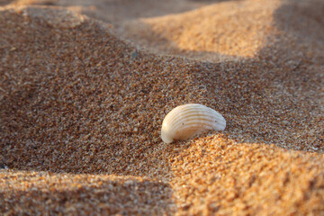 Shell on the sand taken close up