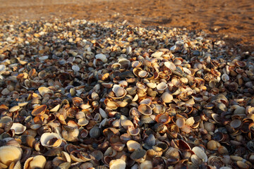 A pile of seashells on the sand