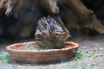 ウズラ