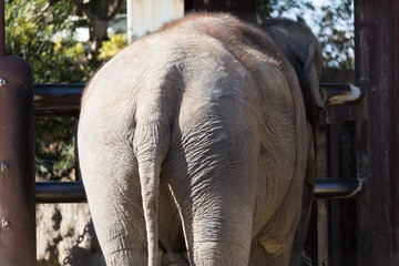Fototapeta premium 象のお尻