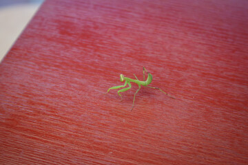 Green mantis on a red table