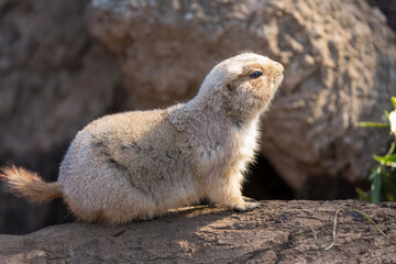 オグロプレーリードッグ