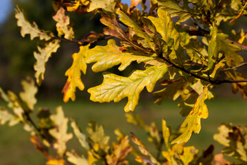 deciduous trees oak in the forest or in the Park