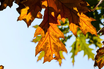 autumn tree with foliage changed color in the autumn season