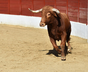 bull red with big horns on the spanish bullring on a traditional spectacle of bullfight
