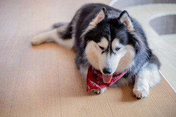 Siberian husky wear red scarf lying on the floor.