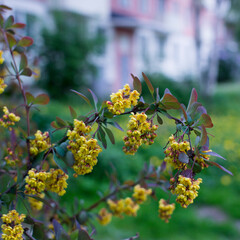 Flowering Thunberg's barberry or Berberis thunbergii. Cultivar with red leaves and yellow flowers