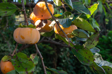 秋にたくさん実った柿