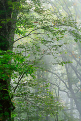 三神杉のブナ平