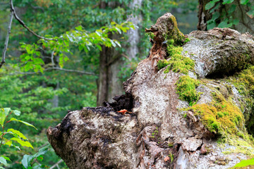 三神杉のブナ平　苔