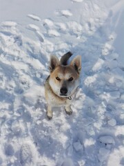 dog in snow