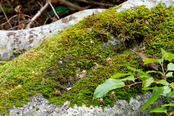 Obraz premium 三神杉のブナ平 苔