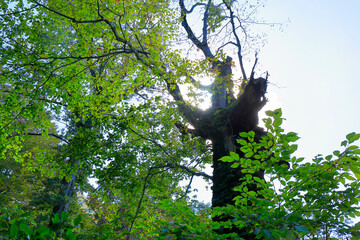 三神杉のブナ平