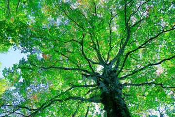 Obraz premium 三神杉のブナ平