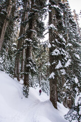 Winter sport activity. Adventurous woman snowshoeing through the forest in deep snow.