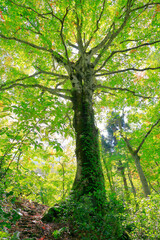 Naklejka premium 三神杉のブナ平