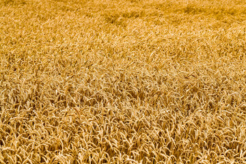high yield of grain barley