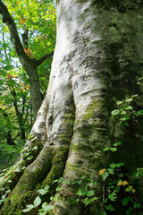 三神杉のブナ平