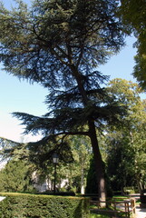 Ville de Saint-Maur-des-Fossés, vieil arbre en centre ville, département du Val-de- Marne, France