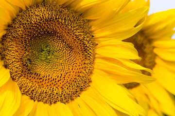 common sunflower in the summer