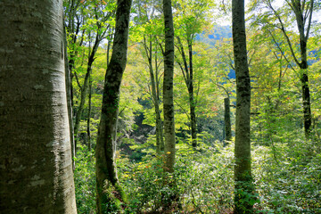 Obraz premium 三神杉のブナ平