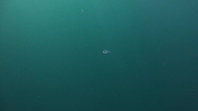 Very small cubozoa Box Jelly fish 