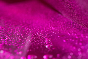 赤紫色に水滴が光が輝く
