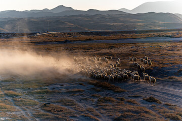 White sheep on the land with beautiful sunset. Many sheep walking around the field .Farm animals concept.
