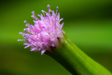 Macro shots of wildflower bud beside the street