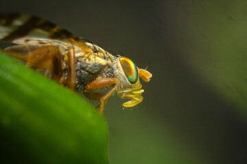 Macro shot a hoverfly resting on a wildflower bud