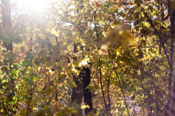 The sun shines through autumn maple and oak forest, used as background or texture
