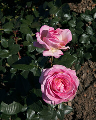 Floral. Roses blossom in the garden. Closeup view of beautiful Floribunda Rosa Elle green leaves and flowers of light pink petals, spring blooming in the park. 