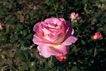 Floral. Roses blossom in the garden. Closeup view of beautiful Floribunda Rosa Elle green leaves and flower of light pink petals, spring blooming in the park.