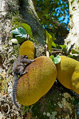 Common marmoset (Callithrix jacchus) eating a jackfruit, Rio, Brazil 
